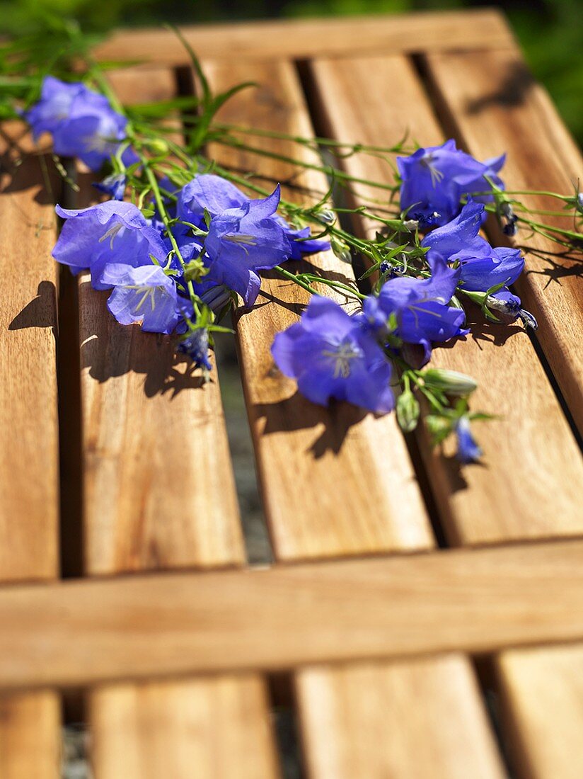 Blau blühende Glockenblumen auf einer Holzbank