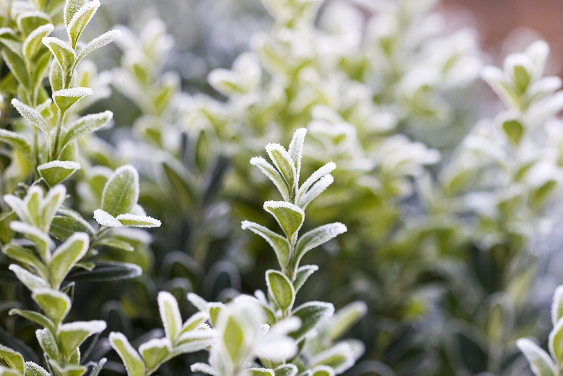 Box in frost