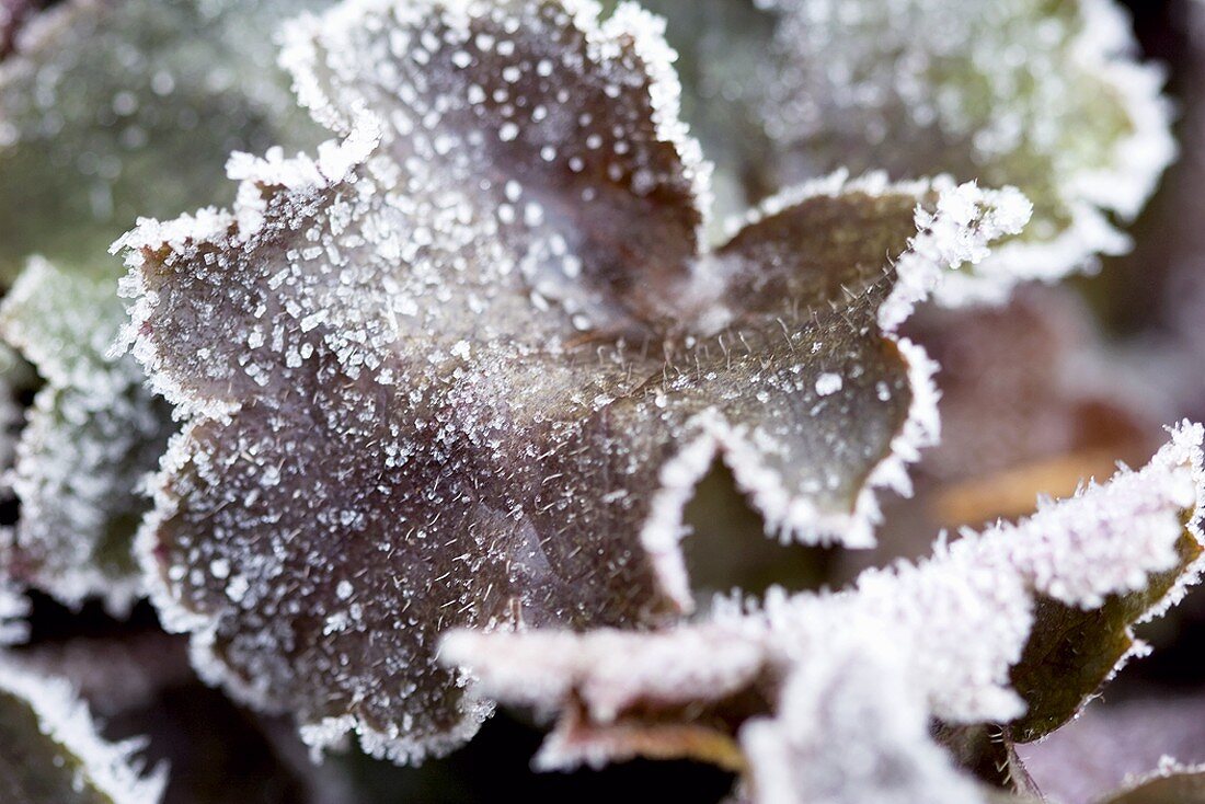 Heuchera leaves with hoar frost