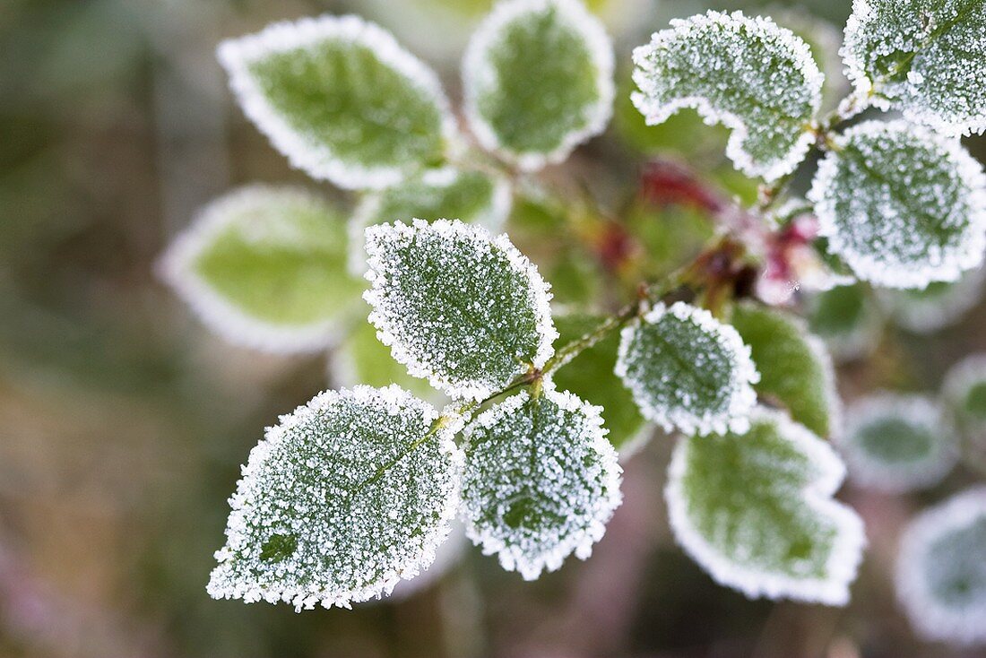 Hoar frost on rose leaves