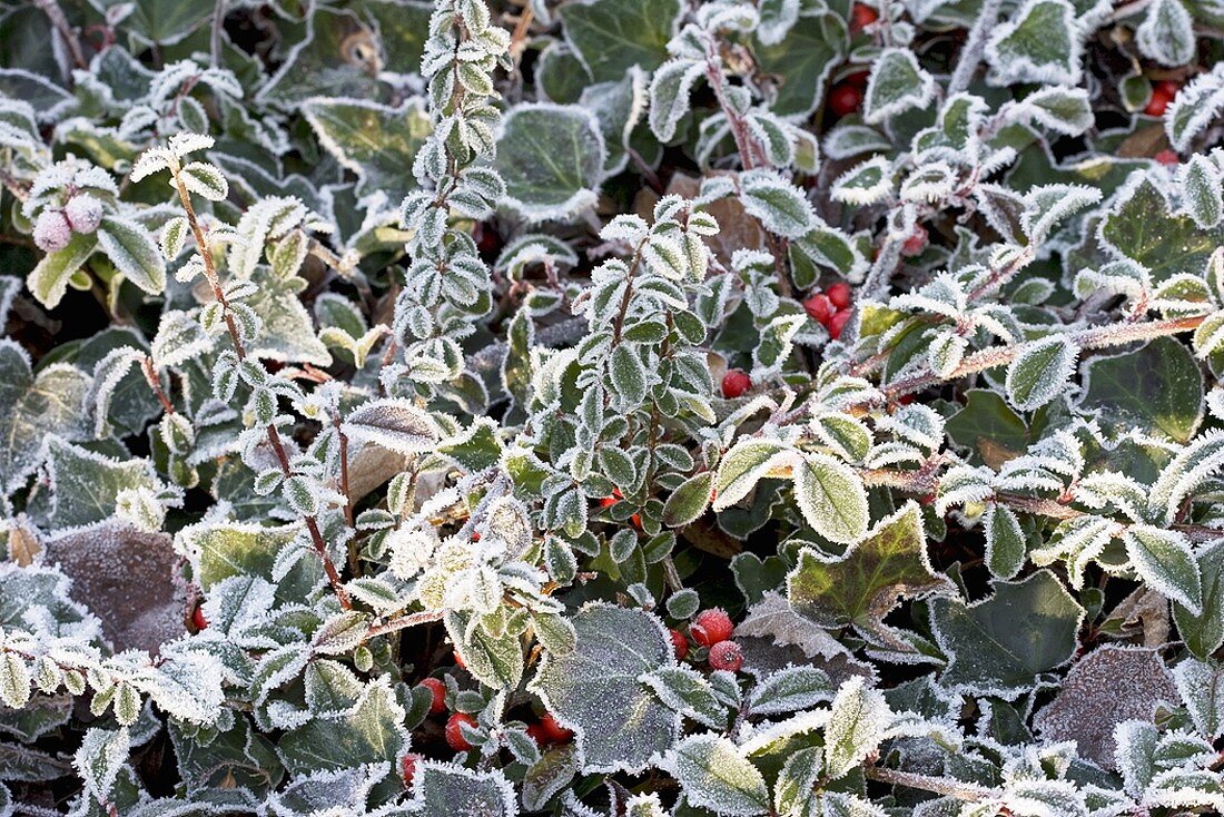 Ivy and privet with hoar frost