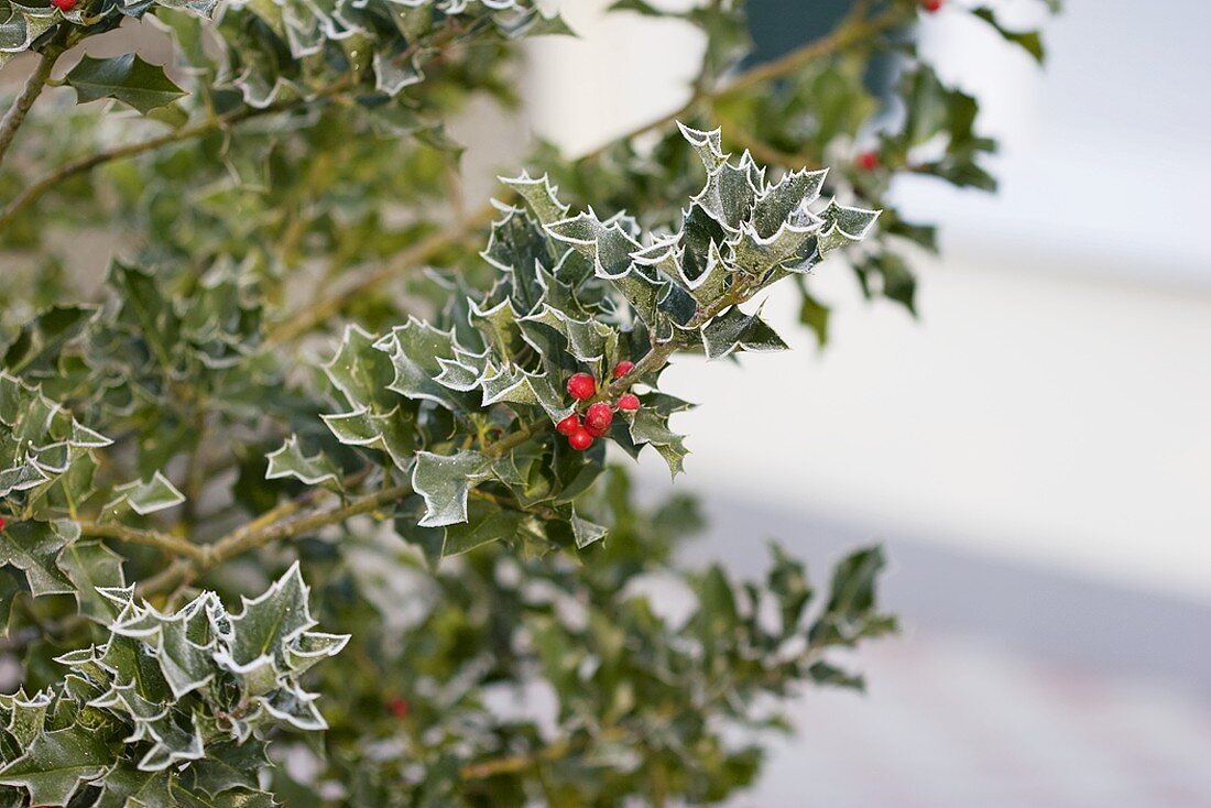 Holly with hoar frost and red berries