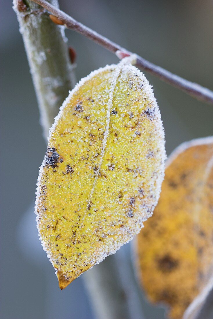Leaf on an ornamental apple tree in winter