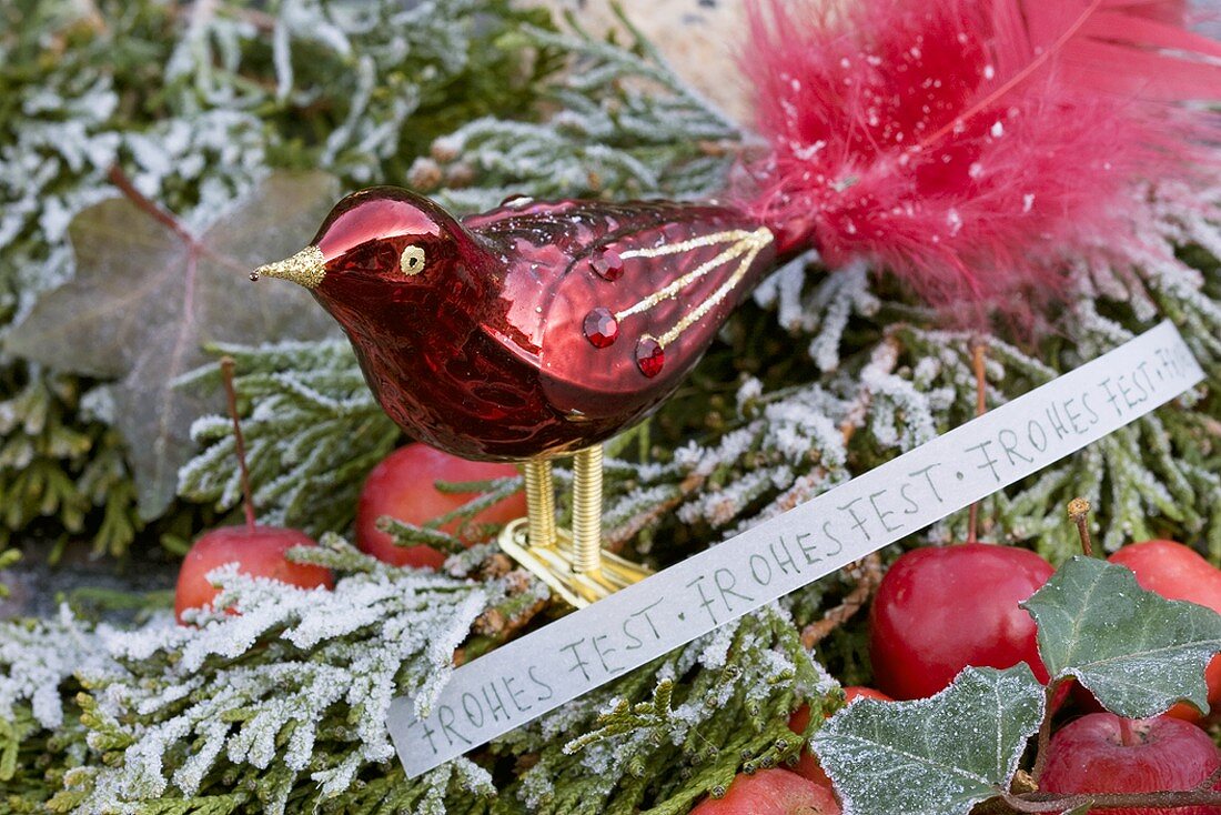 Roter Glasvogel auf Koniferenzweig mit Weihnachtsgruss