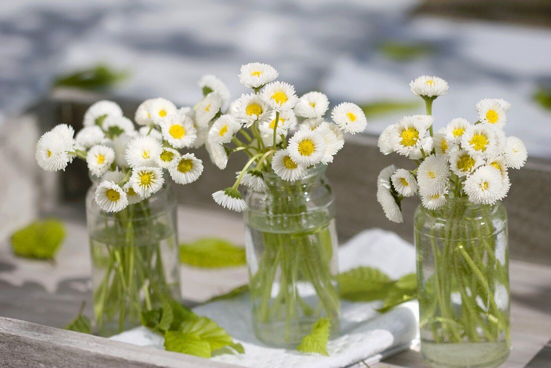 Posies of white bellis flowers in three jars on tray