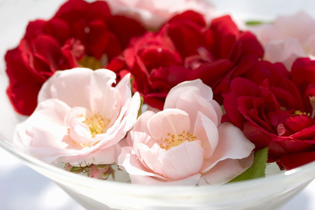 Pink and red roses in a glass dish