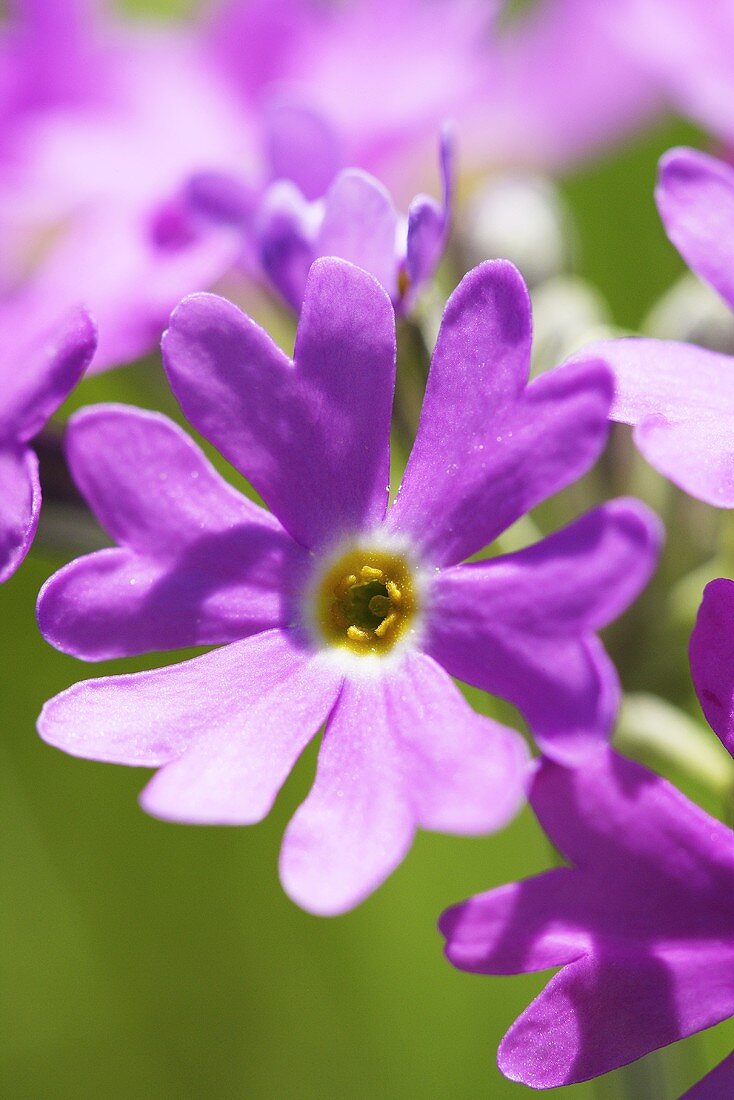 Mehlprimel (Primula farinosa)