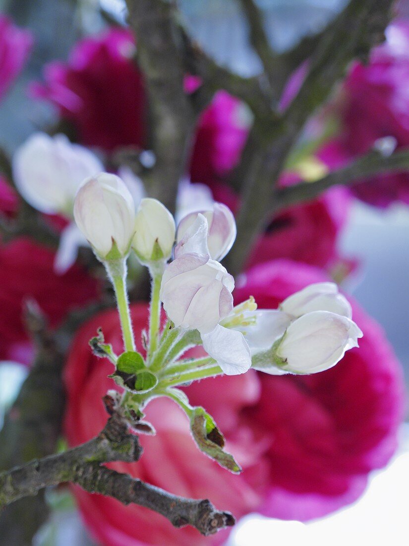 Zweig mit Apfelblüten