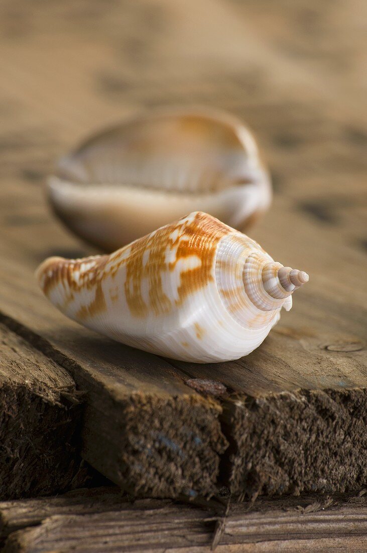 Shells on a wooden board