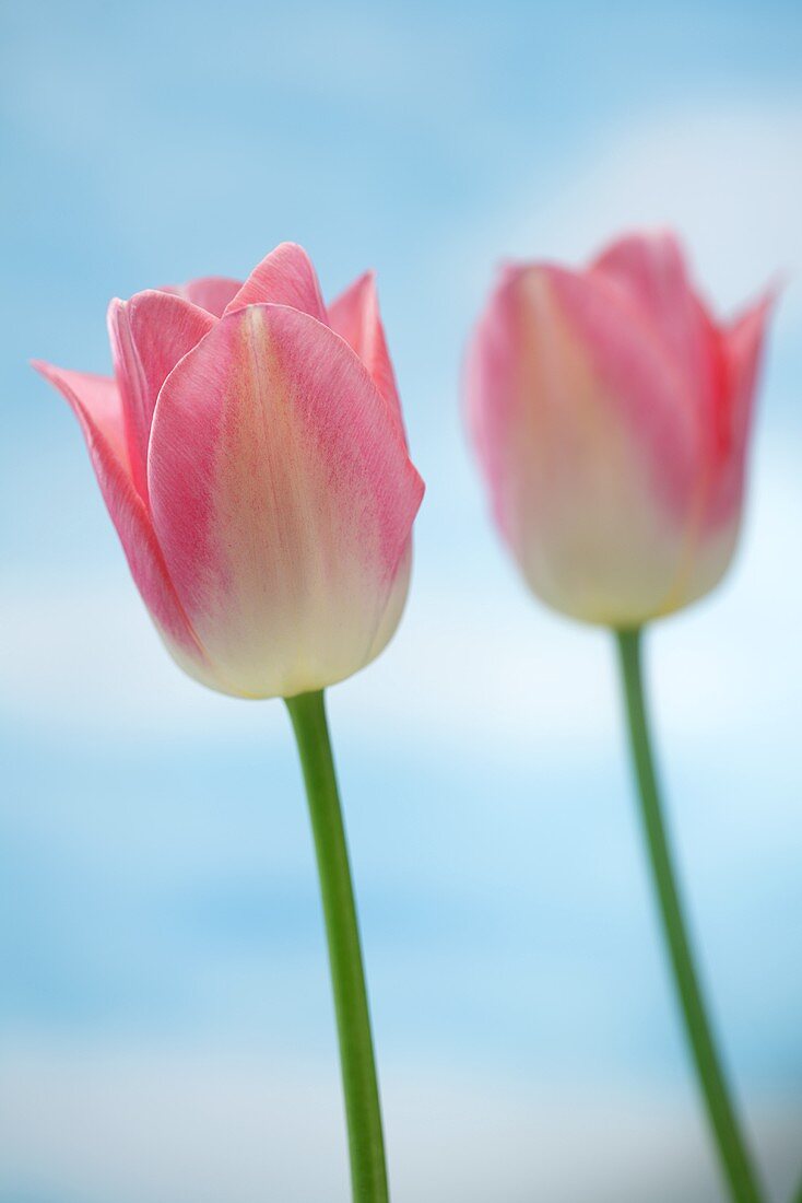 Pink tulips (variety: Dreamland)