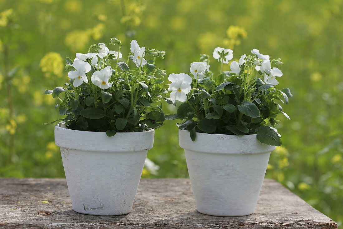 Two white horned violet plants in flowerpots