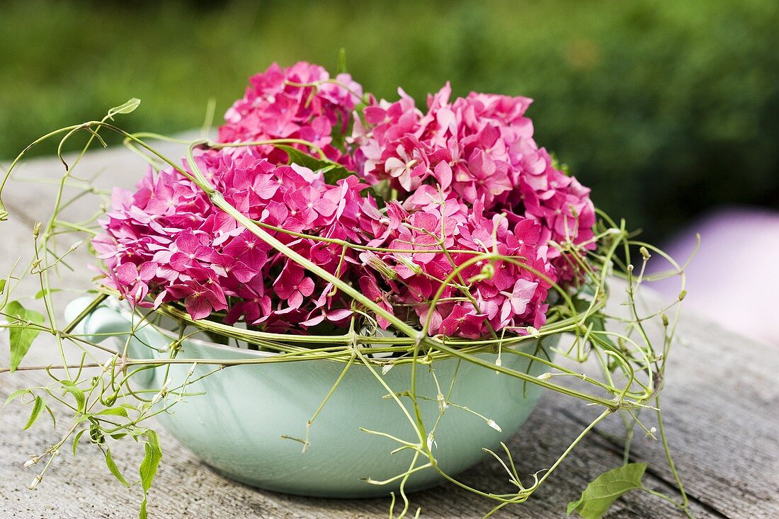 Bowl filled with hydrangeas and clematis tendrils