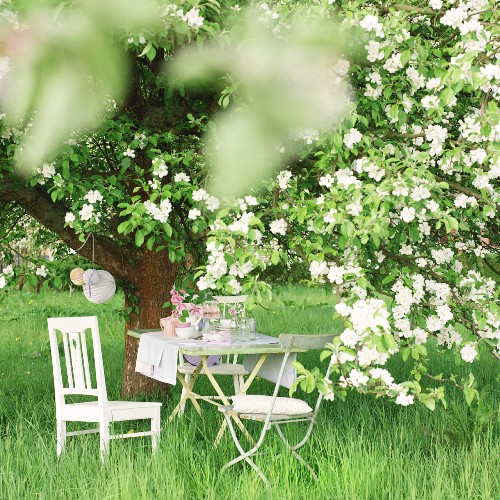 Apfelbaum Bilder Interior DesignFotos kaufen living4media