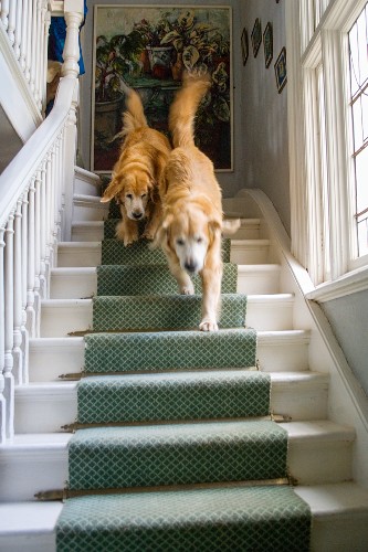 dog walking down stairs