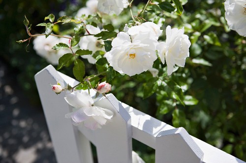 White Flower Peeking Above White Picket Buy Image Living4media