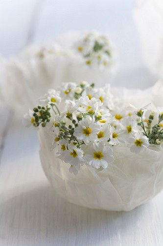 Fairy primroses in small, wax bowls