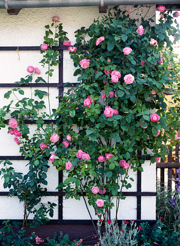 Bourbon Rose Mme Ernest Calvat Image 12212637 Bourbon Rose Mme Ernest Calvat