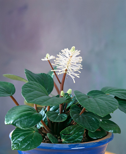 Peperomia flower, Peperomia fraseri – Buy image – 12229999 ❘ living4media