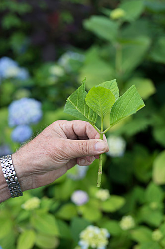 Hand holding trimmed hydrangea sprig (to propagate from cutting)