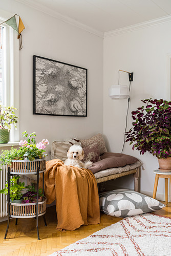 Hund Bilder – Interior Design-Fotos kaufen living4media