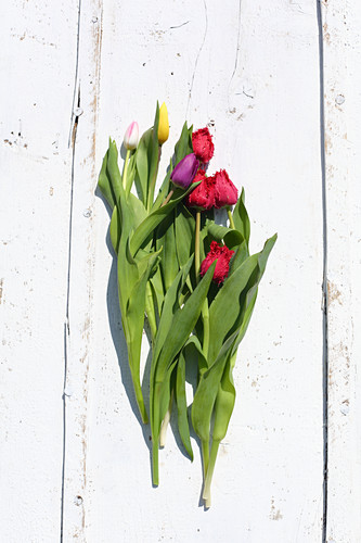 Gefiederte und einfache bunte Tulpen auf weißen Brettern