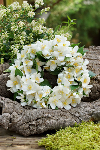 Baumstämme Bilder – Interior Design-Fotos kaufen living4media