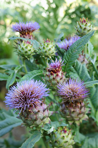 Blühend Bilder – Interior Design-Fotos kaufen living4media