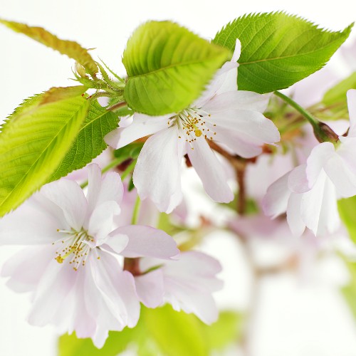Japanischen Zierkirsche mit Blüten – Bild kaufen – 328301 ...