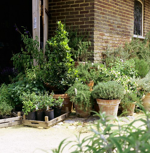 Küchenkräuter Bilder – Interior Design-Fotos kaufen living4media