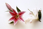 Pink and White Lily Blossoms