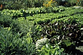 Summer Vegetable Garden