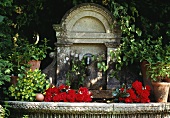 Fresh herbs and flowers on wall fountain