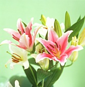 Bouquet of lilies
