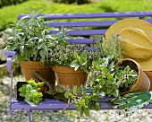 Various types of sage in pots on a bench