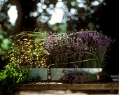 Lavender and mint in window boxes