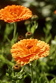 Two marigold flowers (Calendula) in open air