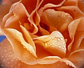 Rose with drops of water (close-up)