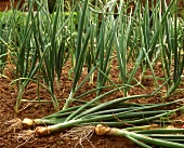 Spring onions on the vegetable bed