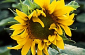 Blüte einer Sonnenblume (Nahaufnahme)