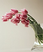 Tulips in a glass vase