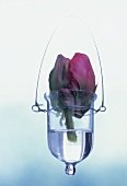 Tulip in hanging vase