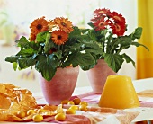 Orange gerberas in decorative pots