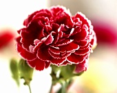 Close-up of a carnation