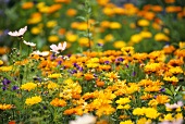 Marigolds in garden