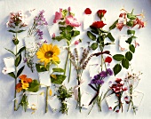 Various summer flowers with signs