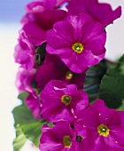 Primulas in close-up