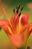 Orange lily in close-up