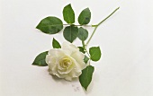 One white rose