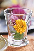 Two dahlias in a glass