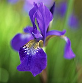 An iris